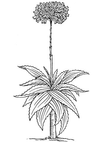 Aloe Barbadensis Miller Or Aloe Vera Coloring Page